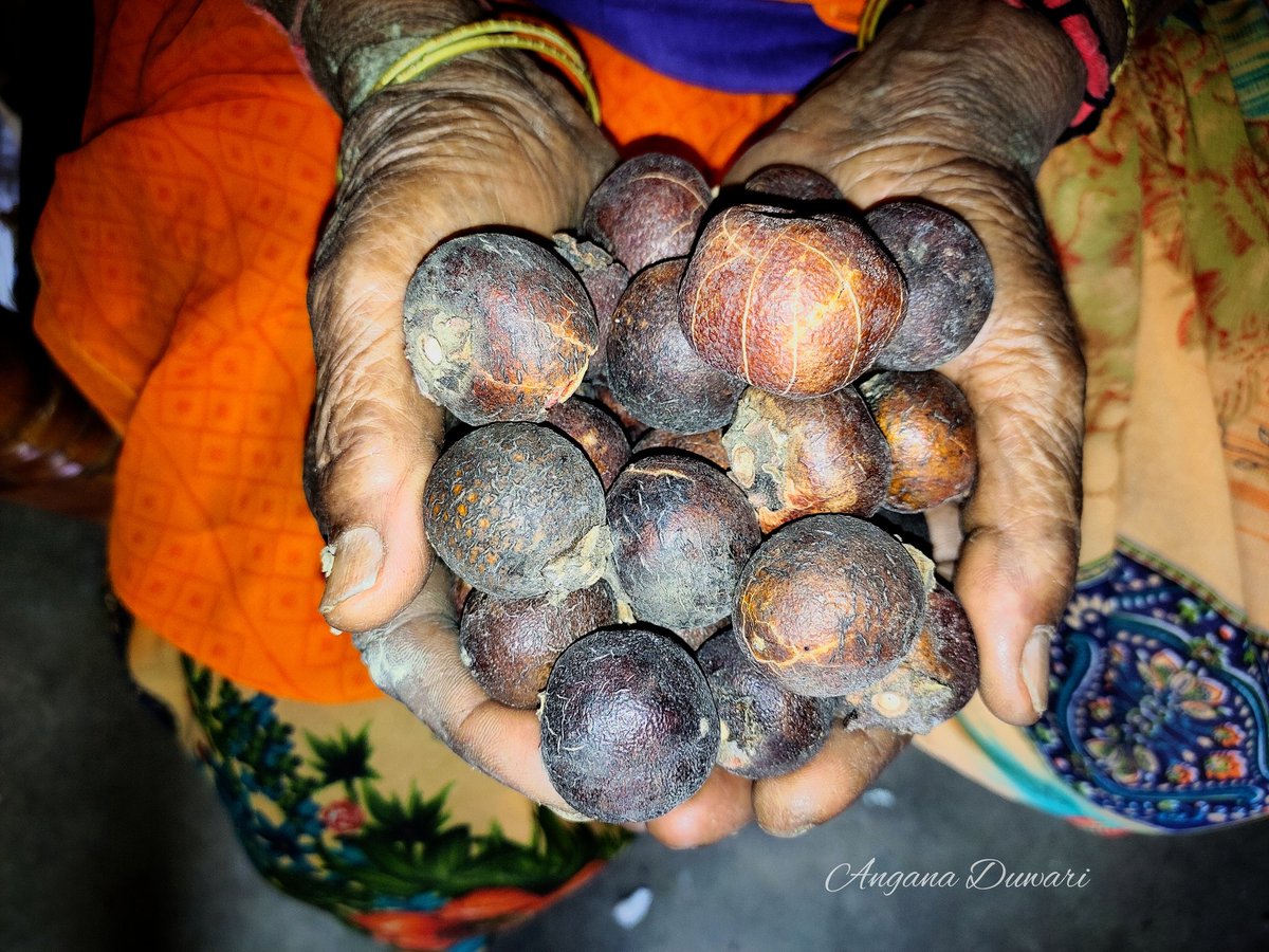 AnganaDuwari's tweet photo. जईसे कस्मीर म सेव फर के भारी पैदावार होए के कारन ओखर खोईला राखे जाथे जईसे हमर छेत्र म आमा के, भांटा के खोइला राखे जाथे, बोईर फर के सुखरी धरे जाथे, तिवरा भाजी के सुस्का धरे जाथे ठीक वईसने ही तेंदू के फर ल घलो सुखा के राखे जाथे।
 #chhattisgarhfood #chhattisgarhifood  #regionalfood https://t.co/zxa0HJs6V1