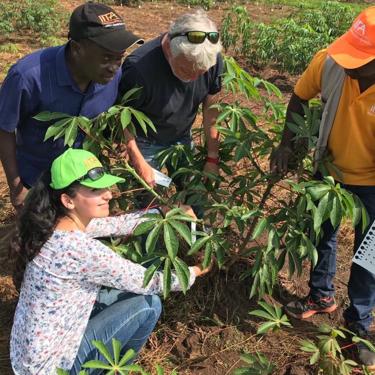 .<a href="/IITA_CGIAR/">IITA</a> and partners DMSZ and <a href="/NextGenCassava/">NextGen Cassava</a> conduct training on phenotyping for cassava with #CBSD resistance for INERA-IITA cassava breeding program to enhance production in Ruzizi Plain, DRC.