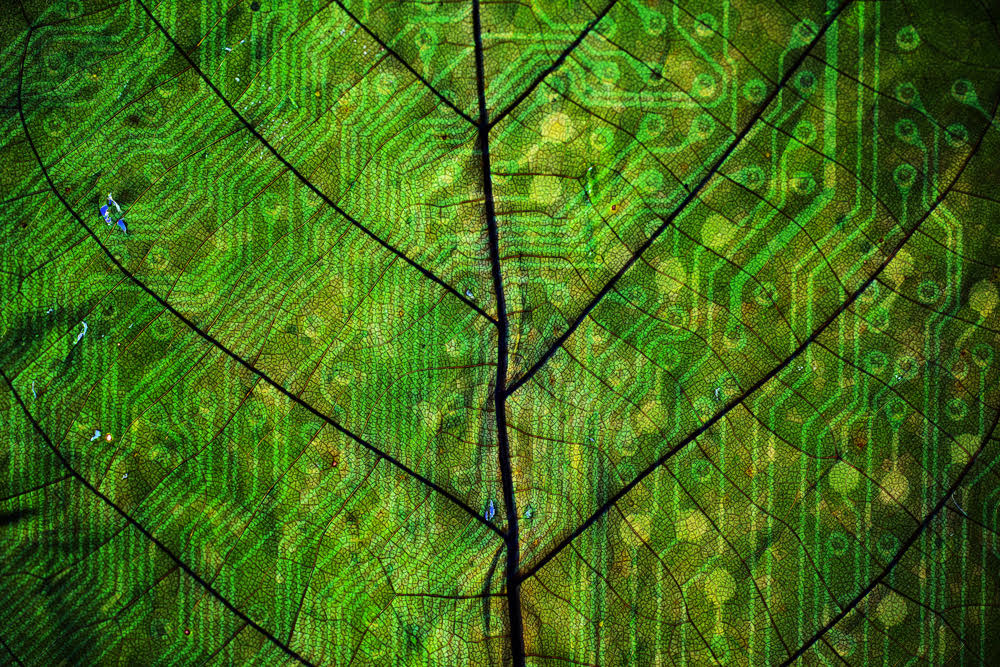 Andrea Owe - Existential Risk from the Wild tweet media