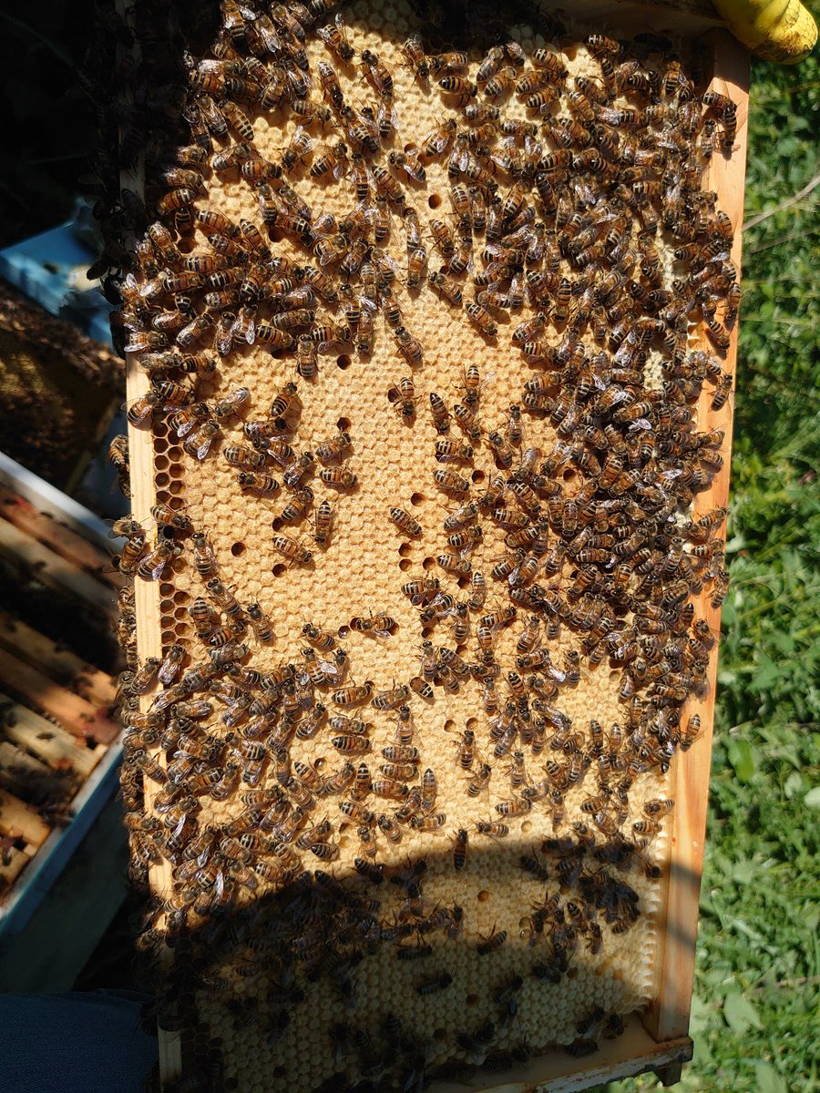HOMESUPERSTORE's tweet photo. New Mated queen's in full power move them to fully hives from 10 new 9 laying nice ๐๐๐ #beekeeping #honeybees #QueenBee #Hampshire #bucfast #carnolian https://t.co/3mj5xNO2Hx