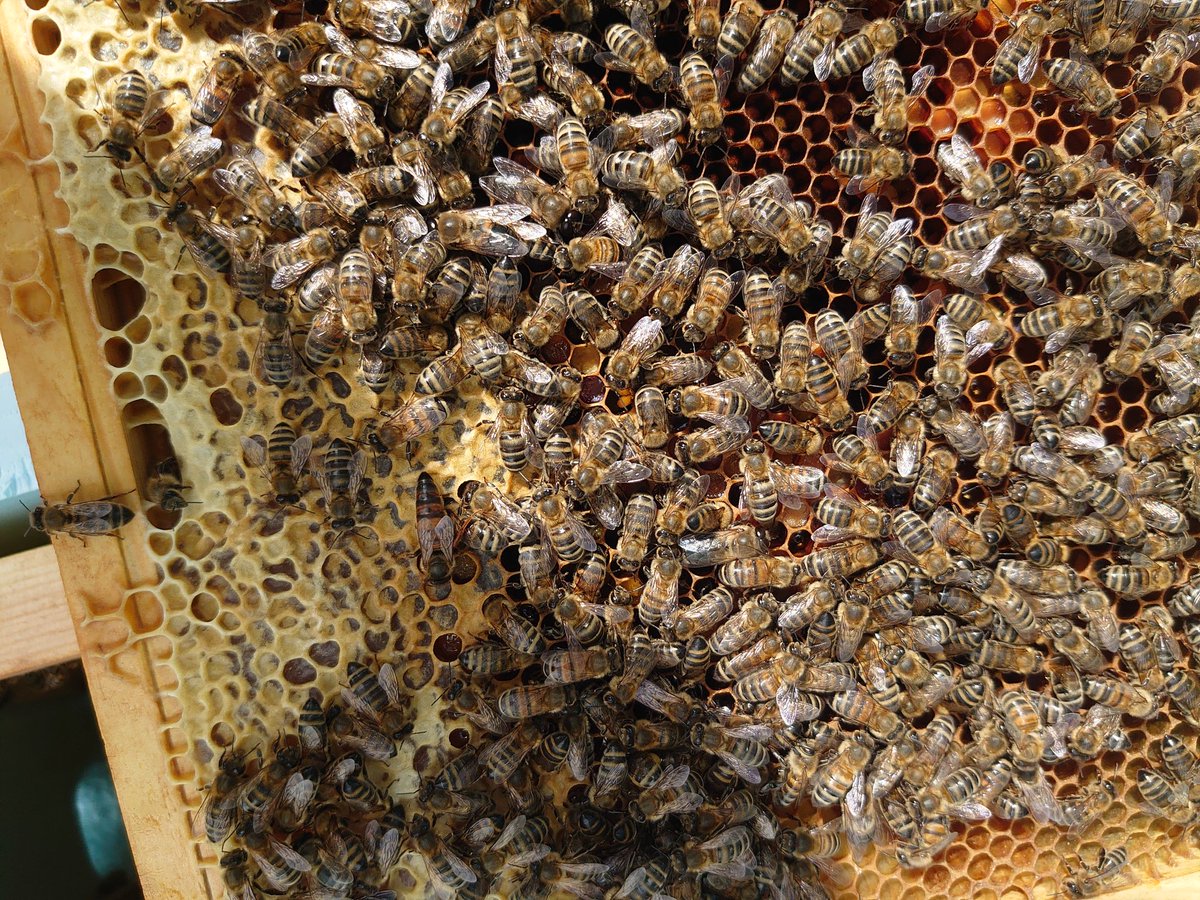 HOMESUPERSTORE's tweet photo. New Mated queen's in full power move them to fully hives from 10 new 9 laying nice ๐๐๐ #beekeeping #honeybees #QueenBee #Hampshire #bucfast #carnolian https://t.co/3mj5xNO2Hx