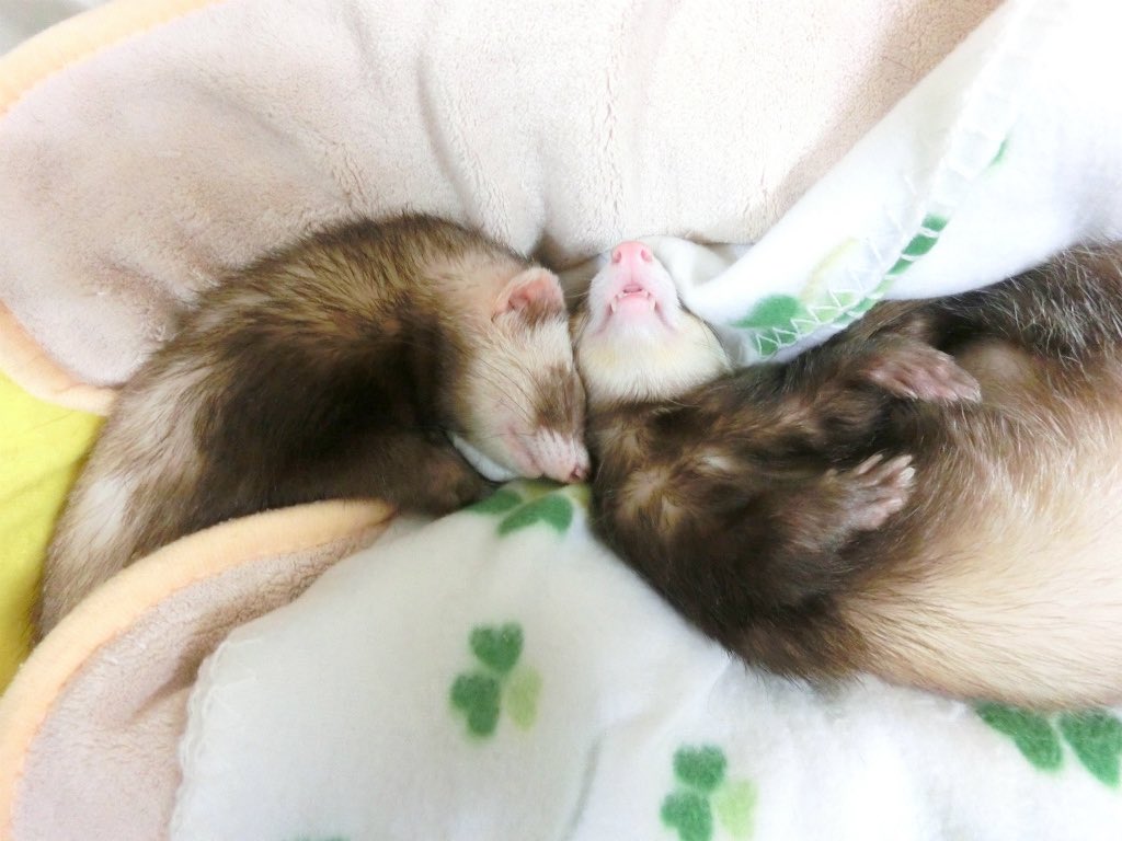 kiruLi's tweet photo. なかよし天使たち💕
(ピット＆エア)

 #ferret #フェレット #イタチ https://t.co/GJeyiA0dcy