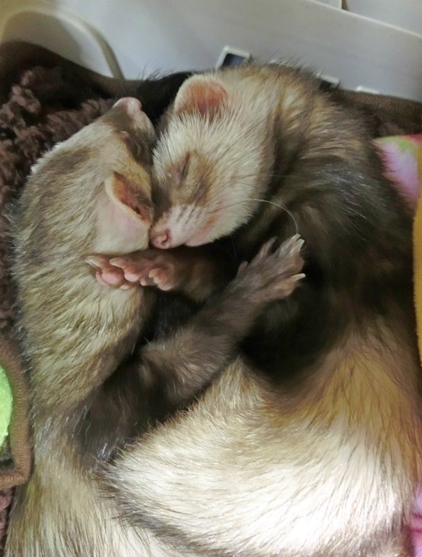 kiruLi's tweet photo. なかよし天使たち💕
(ピット＆エア)

 #ferret #フェレット #イタチ https://t.co/GJeyiA0dcy