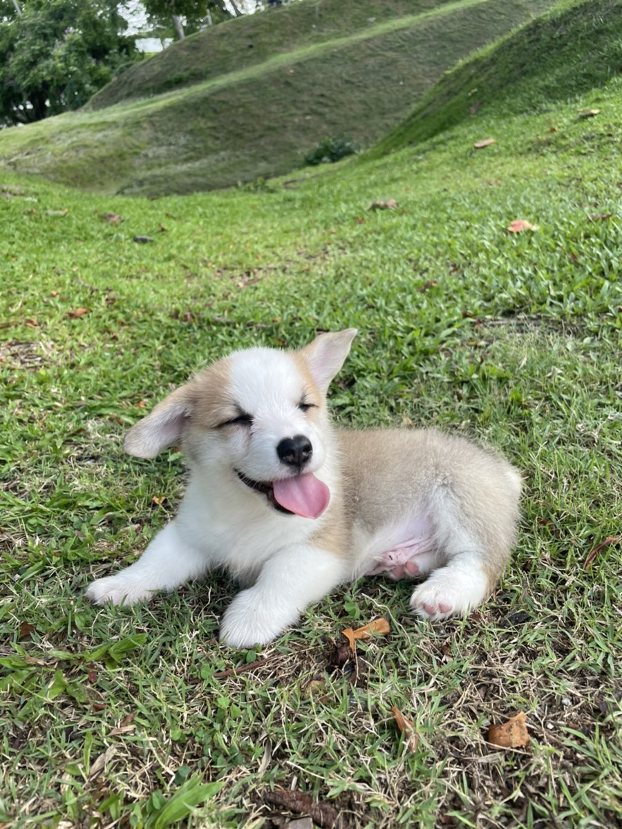 Melenalikely's tweet image. 📢#หาบ้านให้น้อง 📢 
น้องน่ารักมาก จมูกเป็นรูป❤️ 
คอร์กี้เพศผู้อายุ2เดือน น้องน่ารัก ขี้อ้อน พุงนุ๊มนุ่ม เจ้าของฝากขายเอง
พ่อแม่คอร์กี้สายเลือดแท้ 
สินสอดต่อรองได้ค่ะ^^
มีใบเพ็ดและวัคซีนรวมเข็มแรกค่า

สนใจติดต่อ กุ๊กไก่ 0956975636

#เชียงใหม่
#dek65 
#หาบ้านให้น้อง 
#คอร์กี้