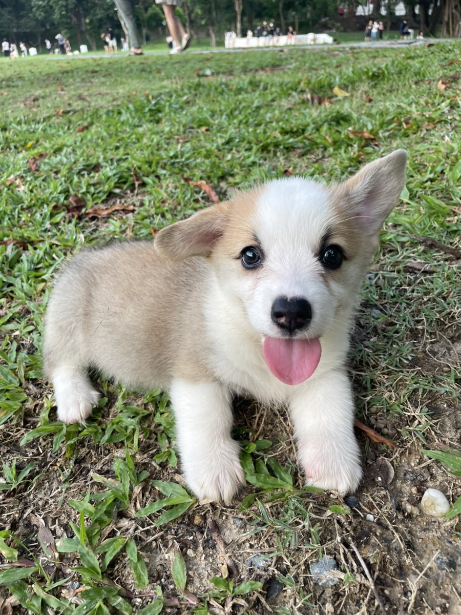 Melenalikely's tweet image. 📢#หาบ้านให้น้อง 📢 
น้องน่ารักมาก จมูกเป็นรูป❤️ 
คอร์กี้เพศผู้อายุ2เดือน น้องน่ารัก ขี้อ้อน พุงนุ๊มนุ่ม เจ้าของฝากขายเอง
พ่อแม่คอร์กี้สายเลือดแท้ 
สินสอดต่อรองได้ค่ะ^^
มีใบเพ็ดและวัคซีนรวมเข็มแรกค่า

สนใจติดต่อ กุ๊กไก่ 0956975636

#เชียงใหม่
#dek65 
#หาบ้านให้น้อง 
#คอร์กี้