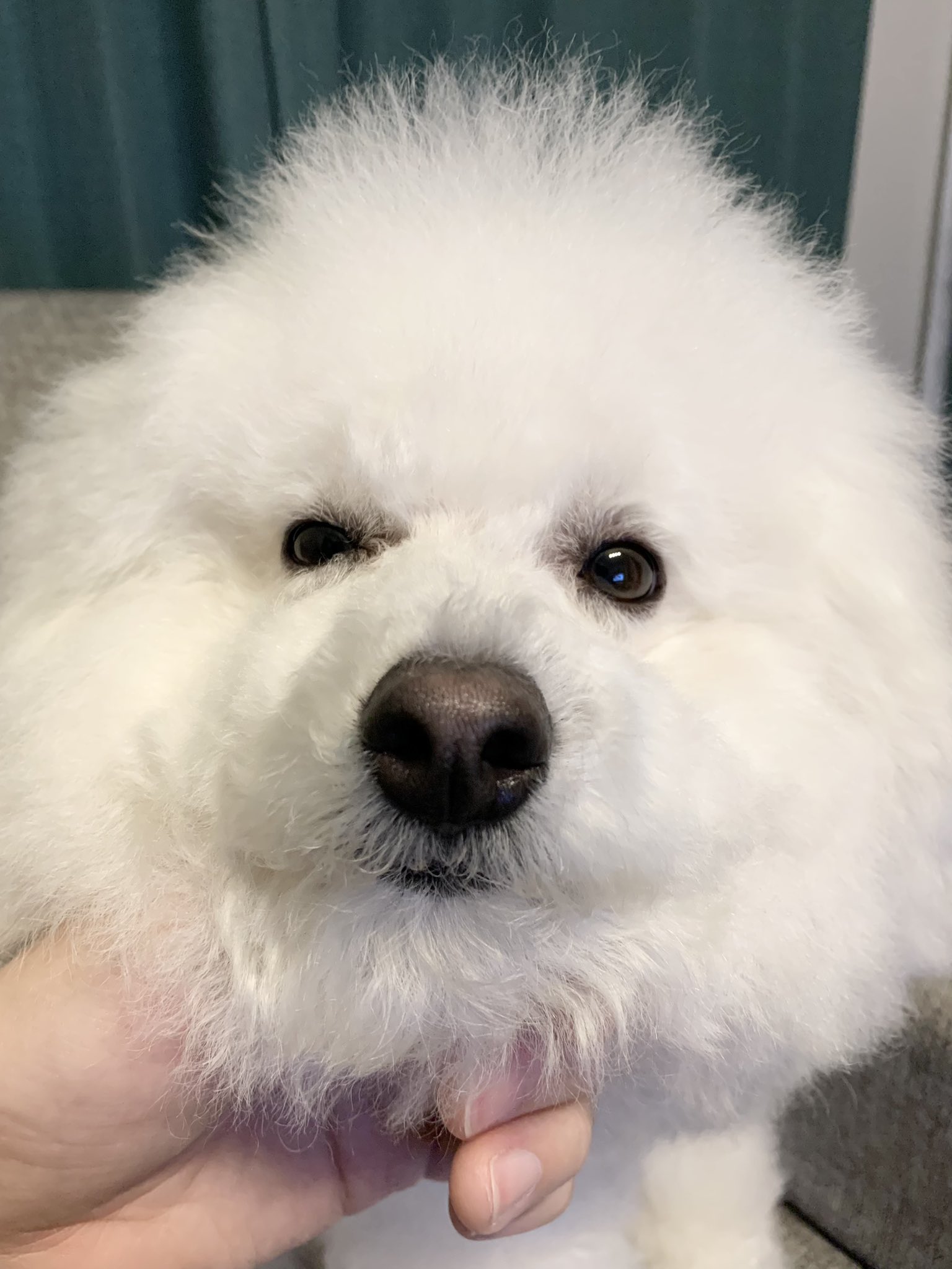 プペル ビションフリーゼ Al Twitter なんだかんだ成犬になってから涙やけよだれやけゼロなのすごい T Co Jjs6iyemuw Twitter