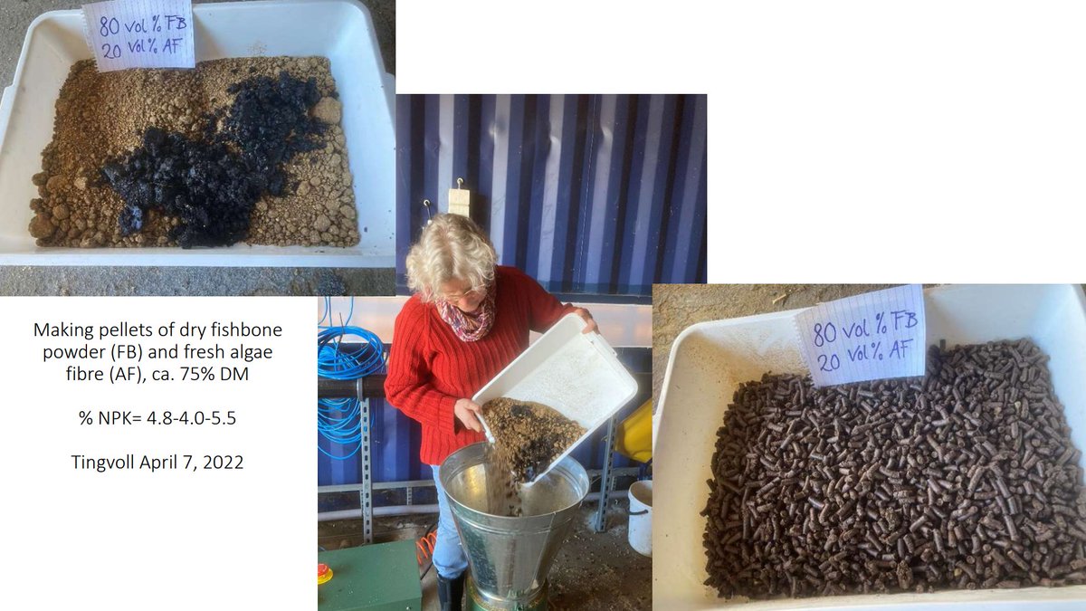 MariGre04385907's tweet photo. First step for producing fertilizers has begun!
At NORSØK (Norway) our colleagues Anne-Kristine Løes and PhD Joshua Cabell are testing a pellet machine to provide fertilizer made from fish bone and algal fiber. Pellets will be tested at USAMV (Romania).
#MARIGREEN #bluebioeconomy https://t.co/qU4CJE5usG
