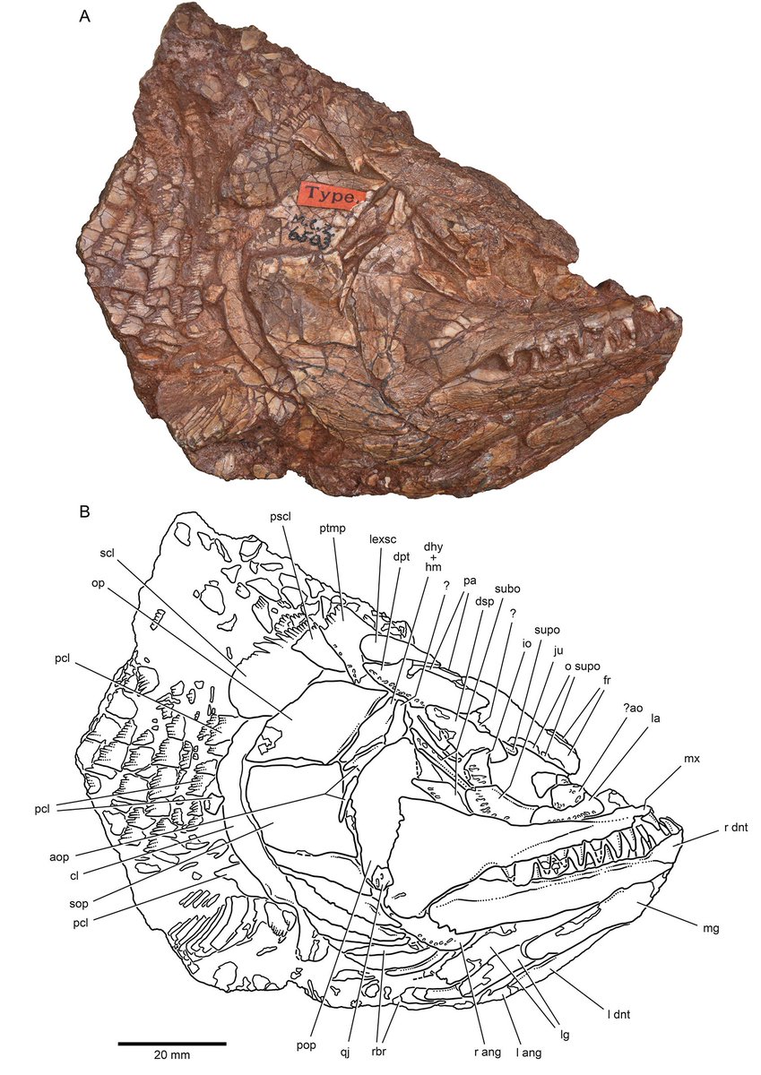Friedman_Lab's tweet photo. Early view paper out today led by @T_Argyriou, focusing on a vexing fossil fish called Brachydegma (weighted line drawing by C. Abraczinskas @UMichPaleo). Open access in @eLife:  https://t.co/zSyK5izyUp https://t.co/6Y1UErfiWF