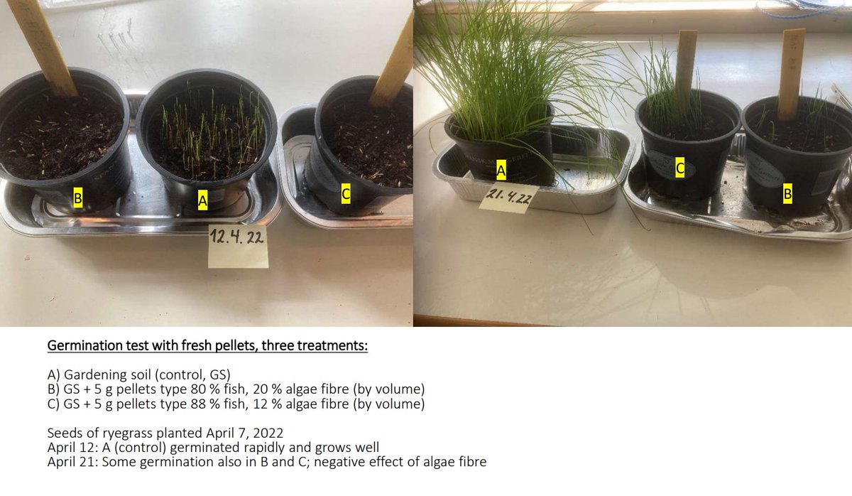 MariGre04385907's tweet photo. First step for producing fertilizers has begun!
At NORSØK (Norway) our colleagues Anne-Kristine Løes and PhD Joshua Cabell are testing a pellet machine to provide fertilizer made from fish bone and algal fiber. Pellets will be tested at USAMV (Romania).
#MARIGREEN #bluebioeconomy https://t.co/qU4CJE5usG