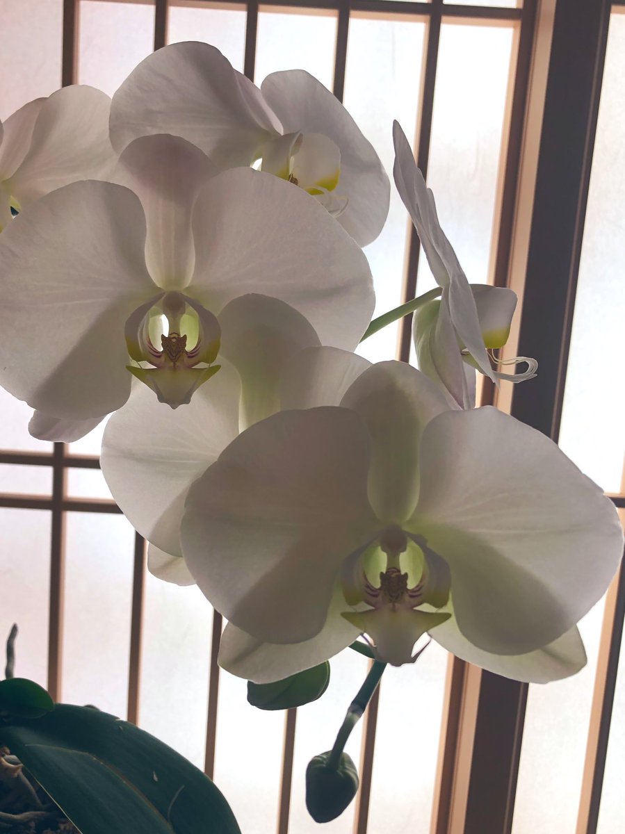 michiko_neko299's tweet photo. 胡蝶蘭
Phalaenopsis orchid

本日の大トリ🤍

なんだか寒い🥶
皆様の所はいかがですか？
風邪をひかないように
お休み下さいね
Good night 🌙 
Have a good dream

#風景写真  #自然  #生花 #キリトリセカイ #写真好きな人と繋がりたい #plants 
#NaturePhotography #flower #蘭 #Phalaenopsisorchid https://t.co/rT4oVtVwIJ