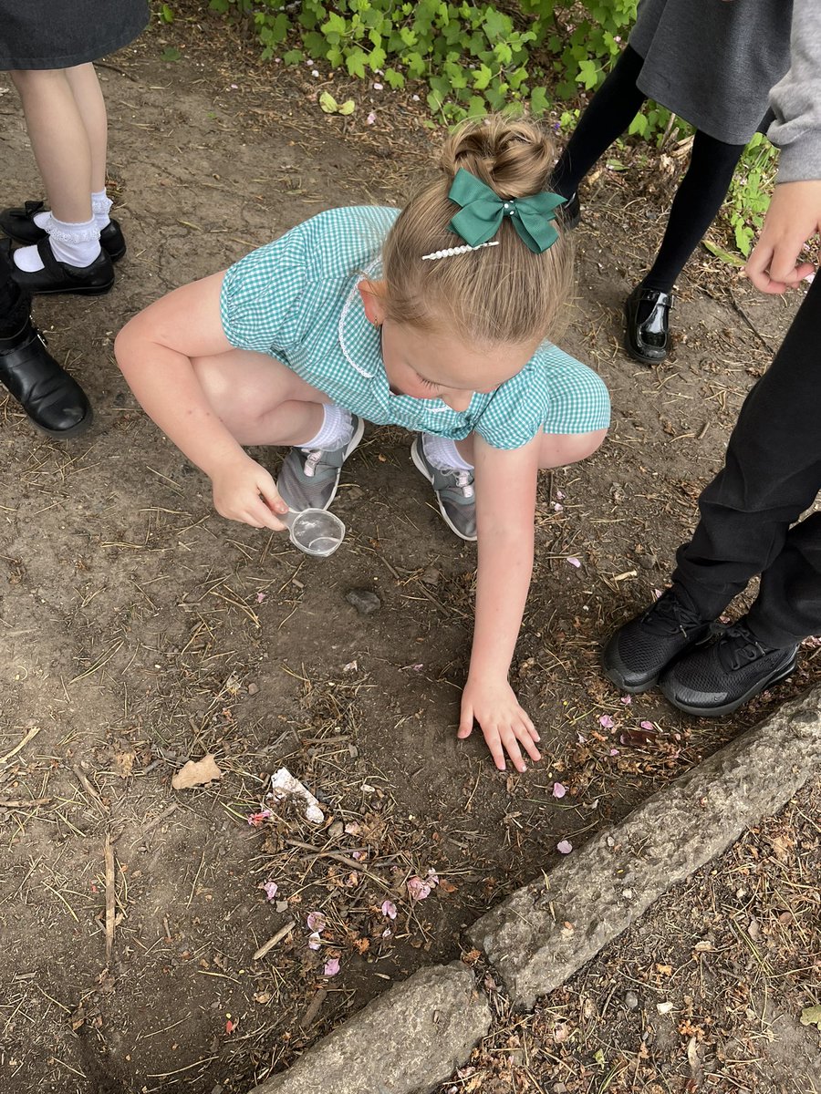 MissPaterson9's tweet photo. Outside today exploring mini beats habitats 🕷🐝🐛🪰 https://t.co/SmkKoEM4v4