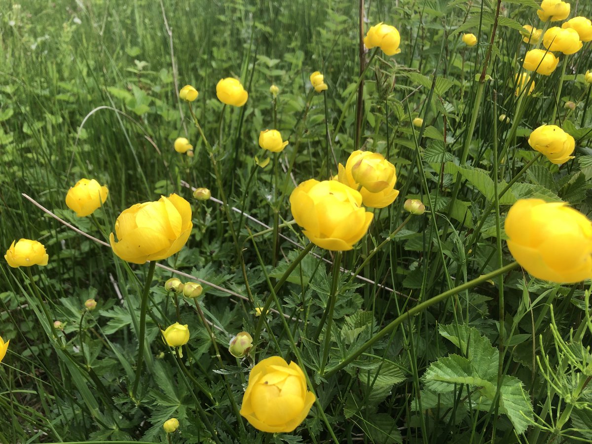 Alongside our Care Farming we encourage nature on our farm...here are some flowers to cheer your day; being in nature is proven to help well-being #NatureFriendlyFarmingWeek #MentalHealthMatters #GoNative
 <a href="/NECumbria/">Natural England Cumbria</a> <a href="/NFFNUK/">Nature Friendly Farming Network</a> <a href="/SoilAssociation/">Soil Association</a> <a href="/PastureForLife/">Pasture For Life</a> @Sion_McG <a href="/JanetHughes/">Janet Hughes</a>