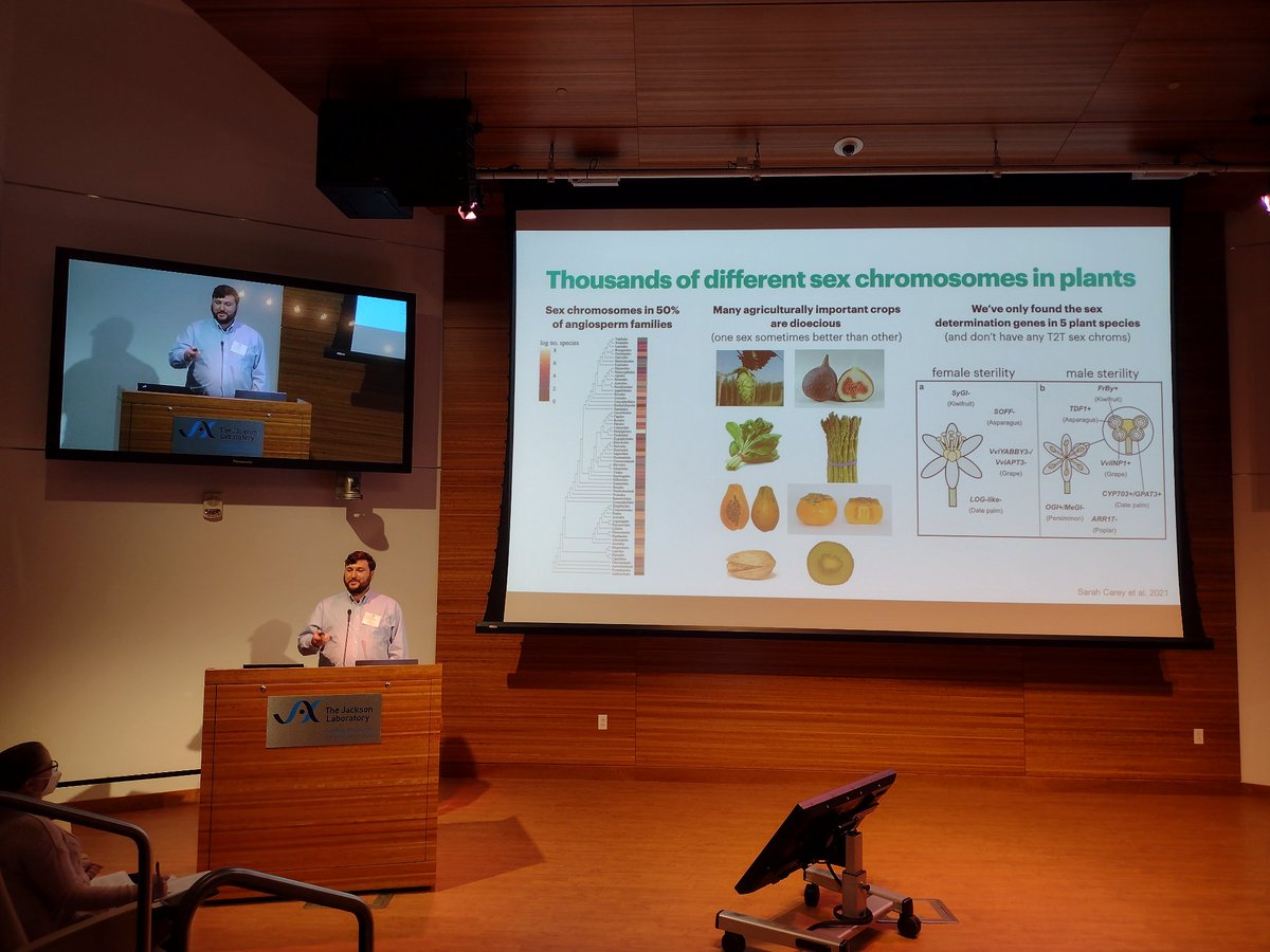 UzaySezen's tweet photo. @aeharkess is sharing his insight on plant sex chromosomes and how to assemble campus oak tree genomes using HiFi long reads through a STEM classroom project. #JAXLongReads https://t.co/dp9o7JcRFP