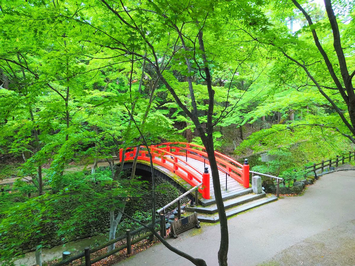 takasanvoice's tweet photo. 北野天満宮 史跡御土居 青もみじ
【京都市上京区】
北野天満宮境内の史跡御土居一帯にある青もみじの特別公開が行われています。紙屋川に架かる朱色の鶯橋と新緑の青もみじによる、美しいコントラストが楽しめます。史跡御土居は、豊臣秀吉公が洛中洛外の境界として、また水防のために築いた土塁です。 https://t.co/dlj2Wh31w6