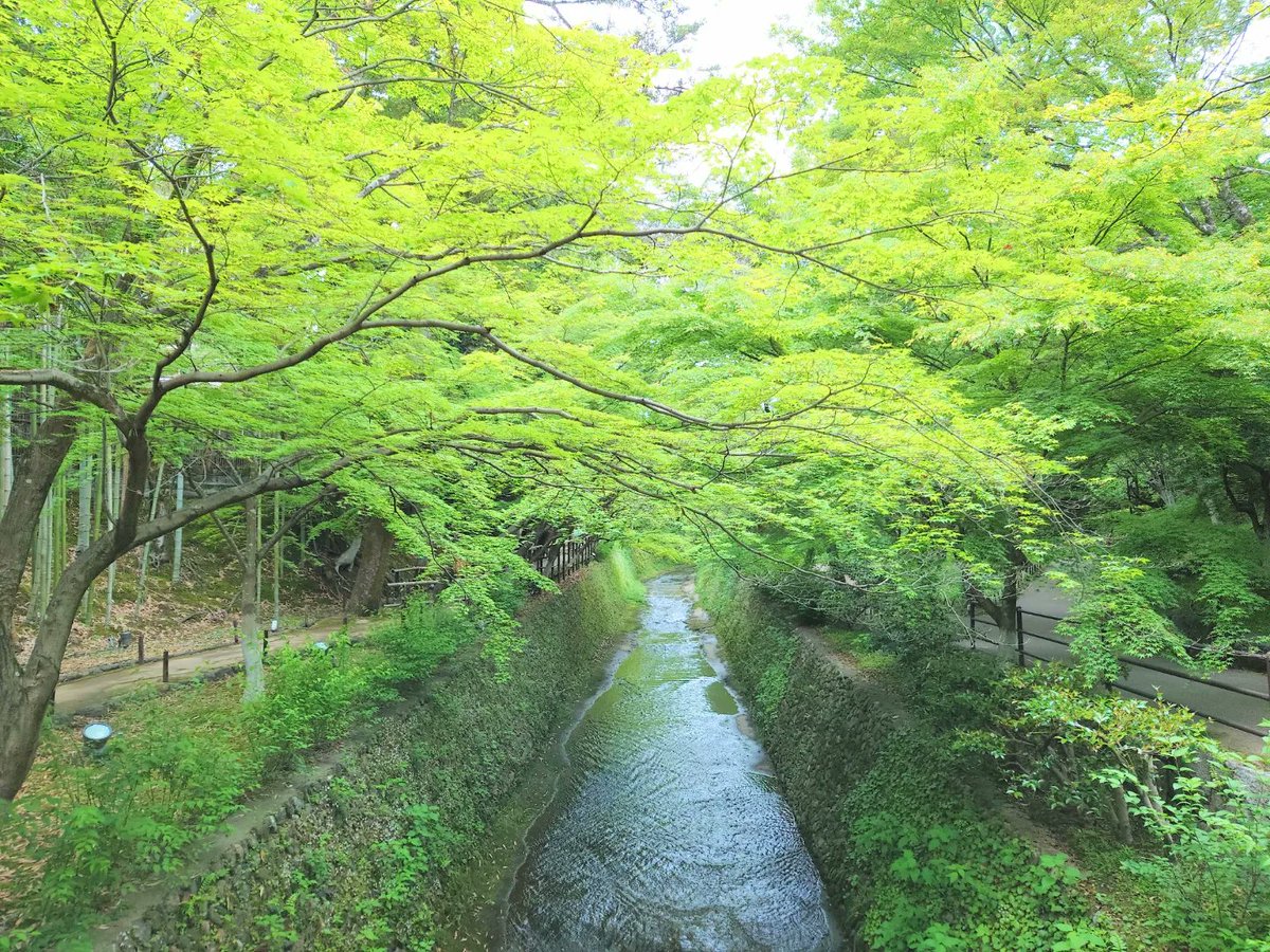 takasanvoice's tweet photo. 北野天満宮 史跡御土居 青もみじ
【京都市上京区】
北野天満宮境内の史跡御土居一帯にある青もみじの特別公開が行われています。紙屋川に架かる朱色の鶯橋と新緑の青もみじによる、美しいコントラストが楽しめます。史跡御土居は、豊臣秀吉公が洛中洛外の境界として、また水防のために築いた土塁です。 https://t.co/dlj2Wh31w6