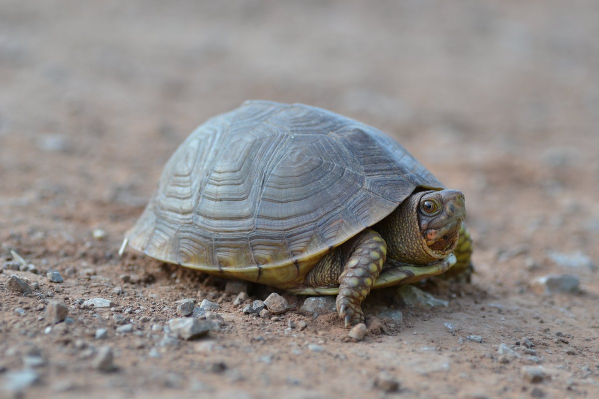 OKWildlifeDept's tweet photo. This time of year you may see turtles trying to cross the road:

🐢Stop only if you can SAFELY PULL OVER. 
🐢Grasp the shell with a firm grip - do not fumble the turtle you are trying to help.
🐢Move it in the direction it was heading and then go back to minding your business. https://t.co/kW7UWKuZIm