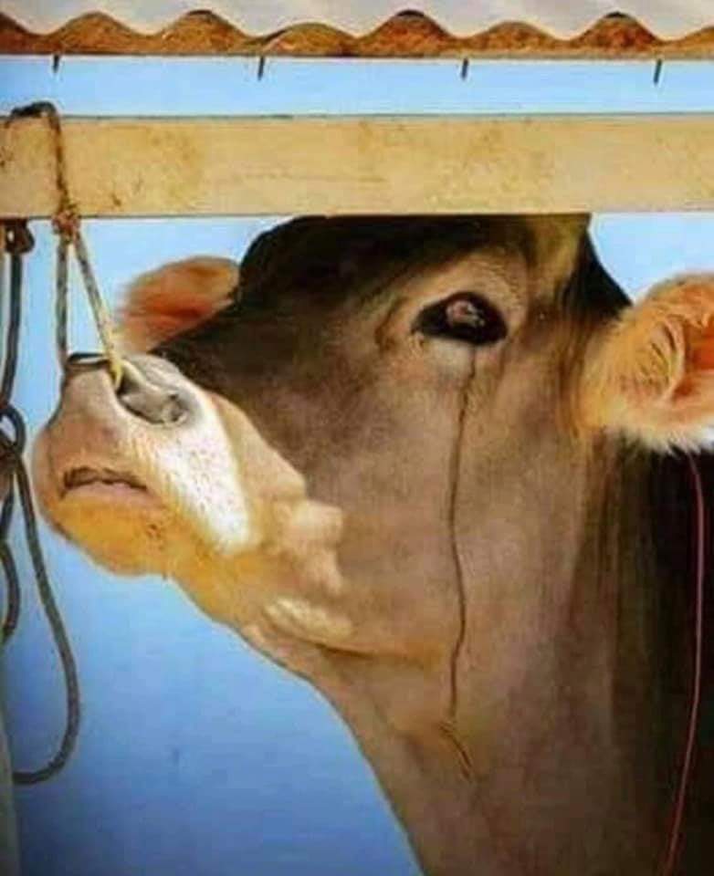 angie_karan's tweet photo. Anyone who has ever had a nosebleed knows how sensitive this area is.

So it makes sense to tie a cow through her nose, so any movement will hurt her to tears. 💔

Please be 1 less person hurting animals. Be kind, be #vegan 🙏🏻 https://t.co/5uYgo0kYHd