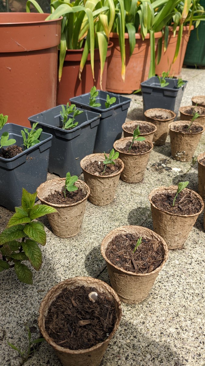s_trelf's tweet photo. Just checking in on my sweet peas on my lunch break, they are growing so well!! #ComeOnGirls #SweetPeas #FirstTimer #GardeningTwitter https://t.co/w2Q5kkgdOF