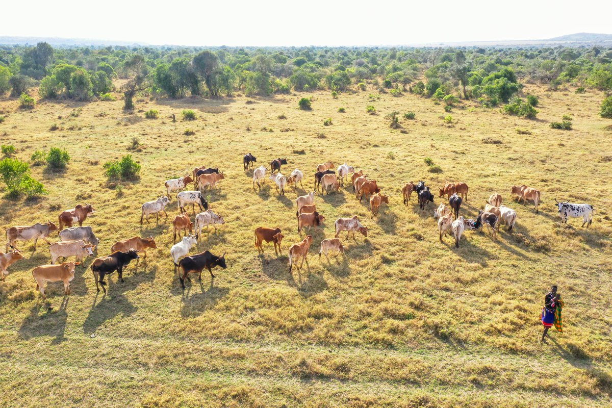 conservancies's tweet photo. “Conservation livelihoods, livestock in particular, tourism &amp; other economic activities are all compatible. They can all happen in the same space, &amp; they should not be interpreted to be in competition. They can exist &amp; succeed together.”Moses Muthoki,@OlPejeta 
📸 @MugieConserve https://t.co/qypZxgQp73