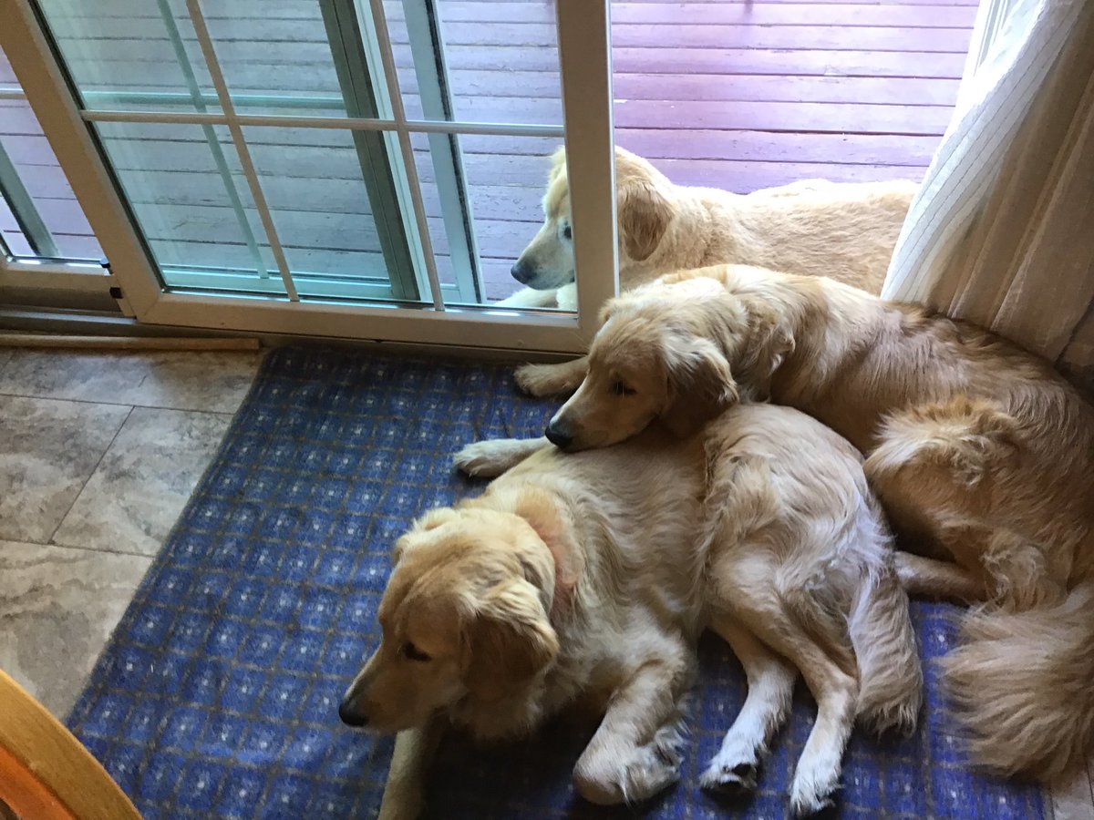 TheReal_ID_Dave's tweet photo. @strategywoman Oh that’s wonderful!  I was just thinking of you.  Ok to share some joy from this side of the world?  The boys and I support all your efforts.  Stay safe.  Stay strong.  All together now!  #warcoffee #peacefriends #TheBeatles https://t.co/ge7Di0eiJV