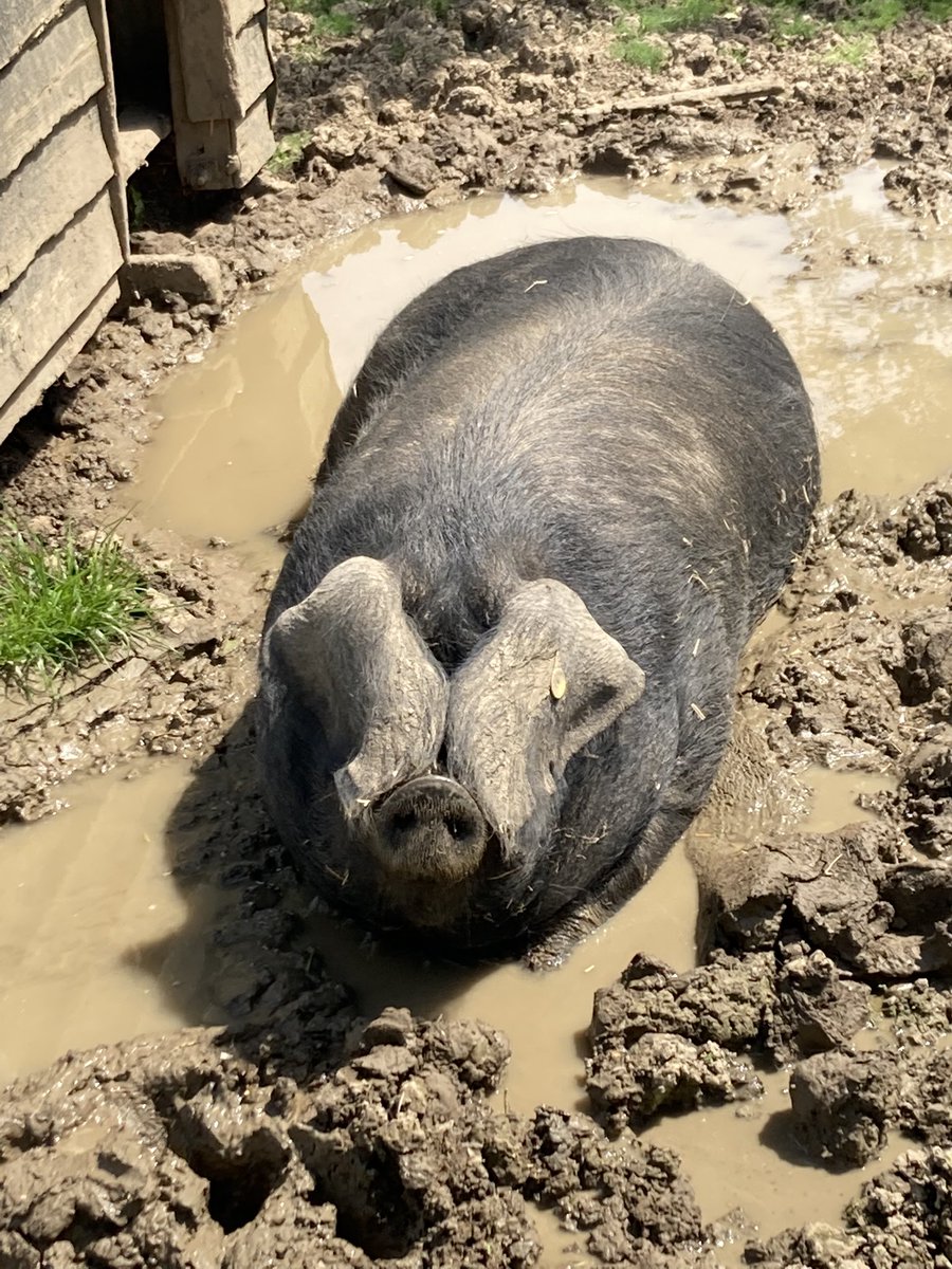 beabennett's tweet photo. Yesterday I caught up with the team @FoodMuseumUK in Stowmarket, took a sneak peak at their new space and had a lovely walk round to see the animals. Great to hear about the work they are doing with young people through the #kickstarterscheme #InternationalMuseumDay2022 https://t.co/QKwTKmMgxB