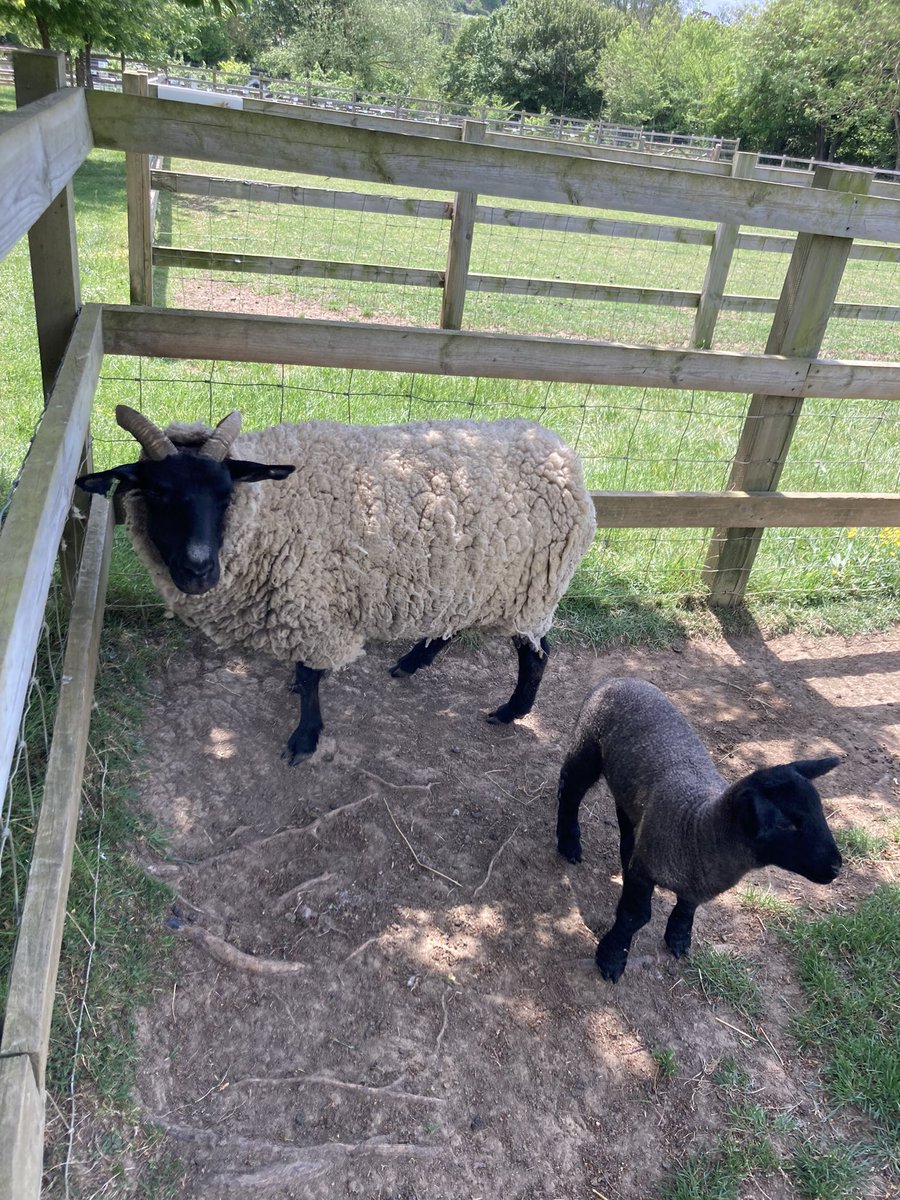 beabennett's tweet photo. Yesterday I caught up with the team @FoodMuseumUK in Stowmarket, took a sneak peak at their new space and had a lovely walk round to see the animals. Great to hear about the work they are doing with young people through the #kickstarterscheme #InternationalMuseumDay2022 https://t.co/QKwTKmMgxB