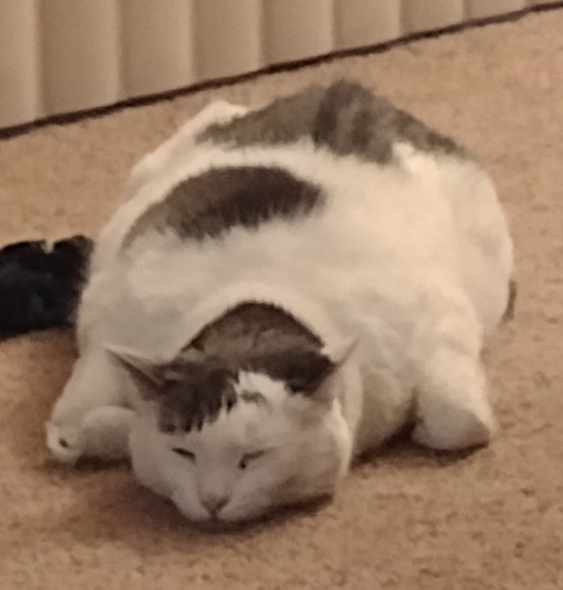BenjaminAllocco's tweet photo. Caption this photo. #CatsOfTwitter #kitty #chonk #lorge #CaptionThis https://t.co/RZOQZZS5PW