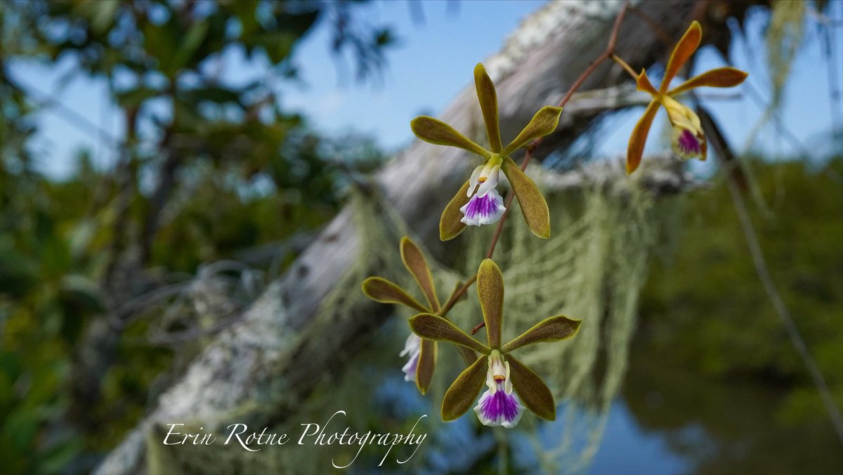 OrchidGroves's tweet photo. Had the absolute pleasure photographing wild Encyclia tampensis in a place not many people can get to 🌱 #FloridaNativeOrchids #Encycliatampensis #Orchids #Flowers #Photography #ErinRotnePhotography https://t.co/eHMZF8mQwW