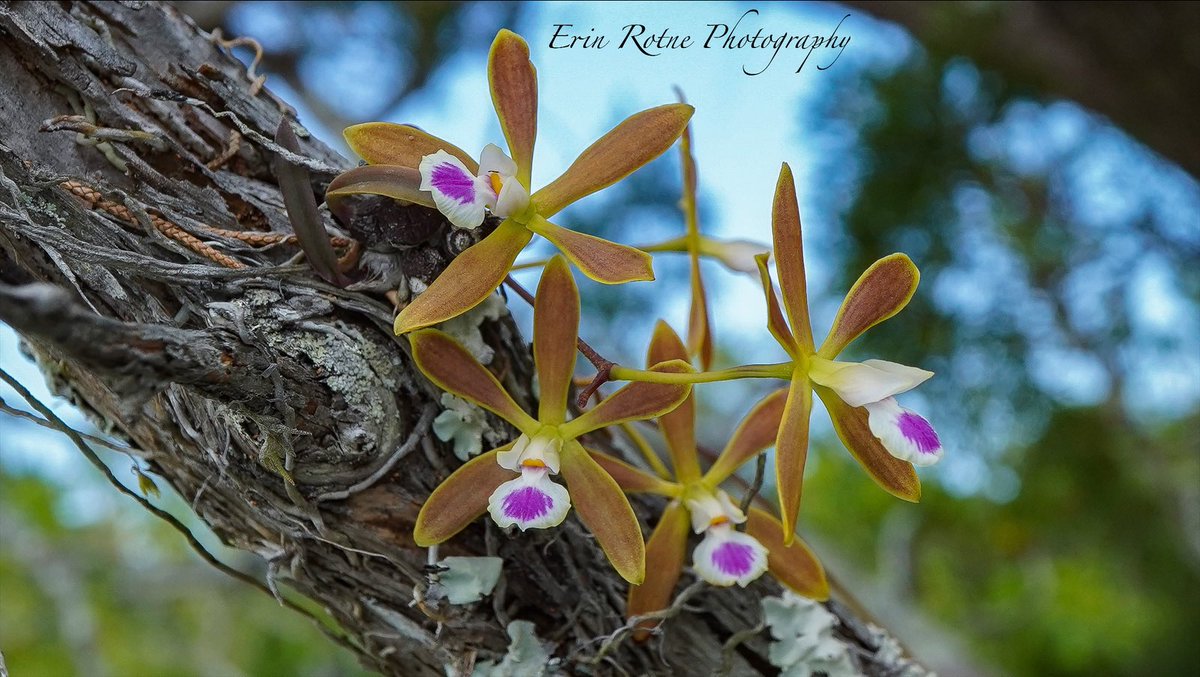 OrchidGroves's tweet photo. Had the absolute pleasure photographing wild Encyclia tampensis in a place not many people can get to 🌱 #FloridaNativeOrchids #Encycliatampensis #Orchids #Flowers #Photography #ErinRotnePhotography https://t.co/eHMZF8mQwW