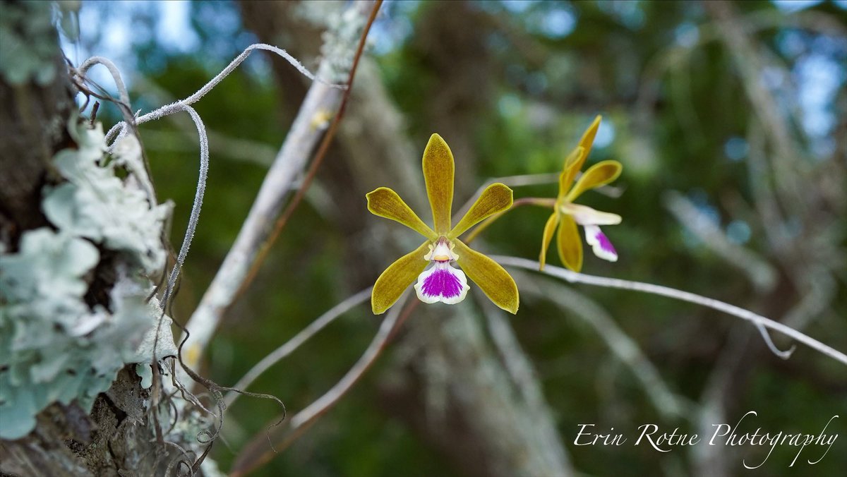 OrchidGroves's tweet photo. Had the absolute pleasure photographing wild Encyclia tampensis in a place not many people can get to 🌱 #FloridaNativeOrchids #Encycliatampensis #Orchids #Flowers #Photography #ErinRotnePhotography https://t.co/eHMZF8mQwW
