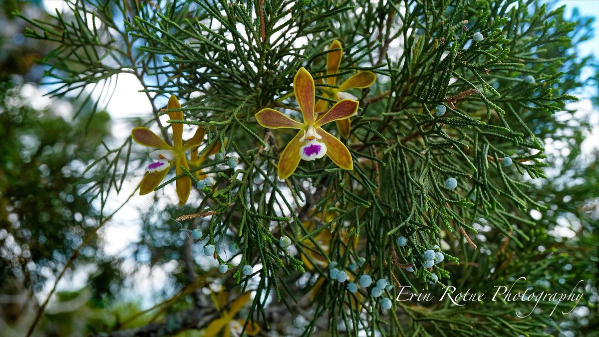 OrchidGroves's tweet photo. Had the absolute pleasure photographing wild Encyclia tampensis in a place not many people can get to 🌱 #FloridaNativeOrchids #Encycliatampensis #Orchids #Flowers #Photography #ErinRotnePhotography https://t.co/eHMZF8mQwW