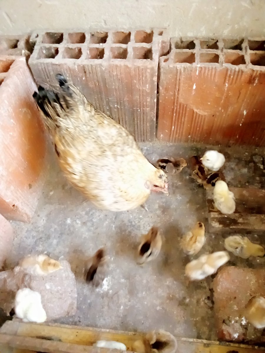 EjetPhil's tweet photo. White chicken, 14 chicks
Brown chicken, 12 chicks
Diversity your poultry farm. Raise both locals and exotic breeds.
They compliment each other.
This is a lesson have learnt as I continue on my journey in poultry farming.
#Kukupalace
#poultryfarmer
#firsttimefarmer https://t.co/ysRHufGUHl