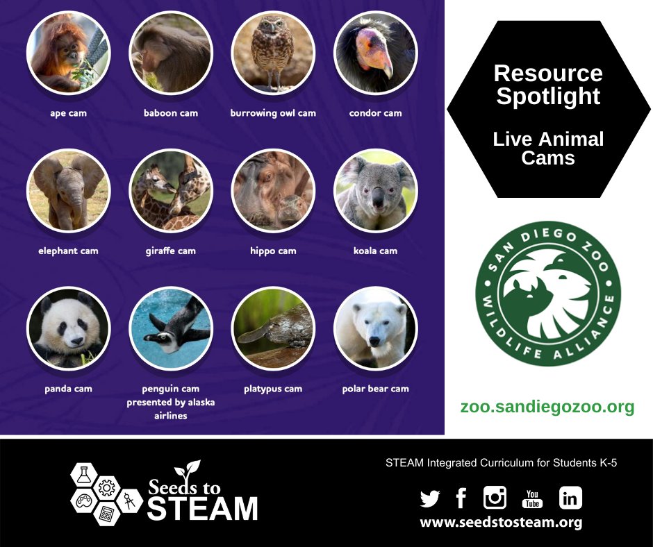 SeedstoSTEAM's tweet photo. ⭐ Resource Spotlight! Live Animal Cams at the San Diego Zoo 
https://t.co/dbjgZUAwVU ⭐
#seedstosteam #iteach #iteachtoo #stemeducation #stemforkids #iteach345 #iteach456 #scienceteacher #scienceteachers #steminschool #scienceiscool https://t.co/UhfXefXmrk