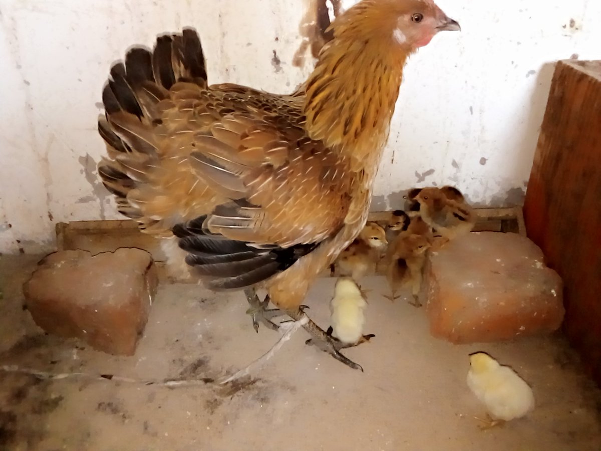 EjetPhil's tweet photo. White chicken, 14 chicks
Brown chicken, 12 chicks
Diversity your poultry farm. Raise both locals and exotic breeds.
They compliment each other.
This is a lesson have learnt as I continue on my journey in poultry farming.
#Kukupalace
#poultryfarmer
#firsttimefarmer https://t.co/ysRHufGUHl