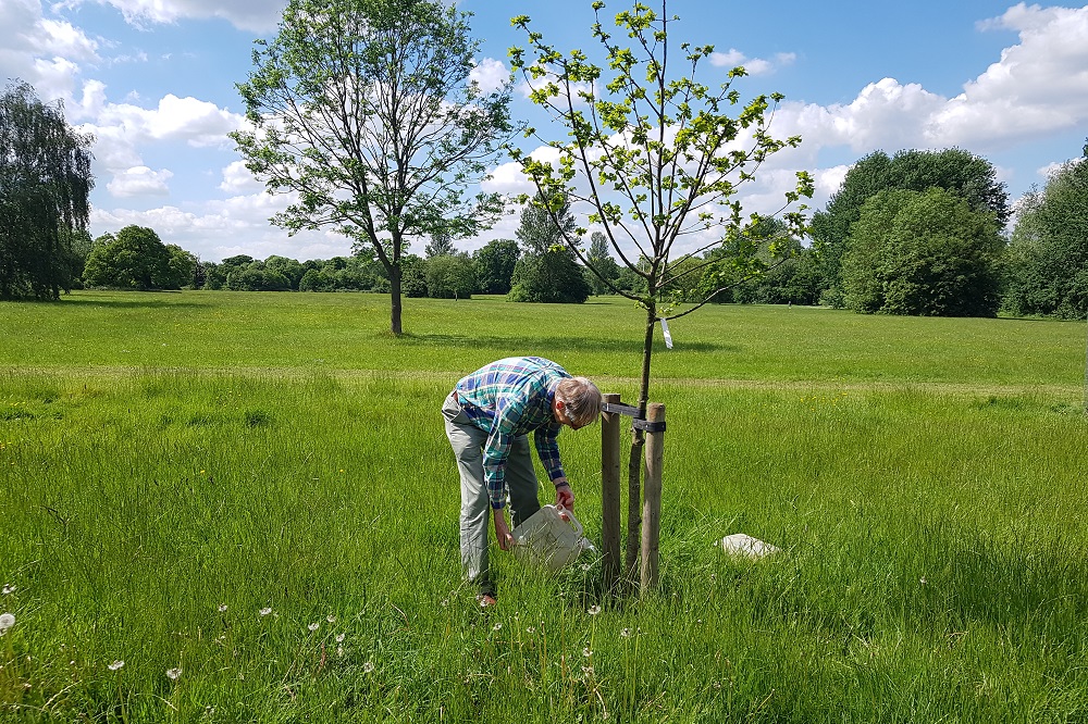 TheTreeCouncil's tweet photo. ☀️💧🌳It's hot out there! As a guide, semi-mature trees need 50 to 75ls (5-7 large watering cans) of water every other week, delivered in the morning/evening. Show a tree some #TreeTLC (watering, weeding, and checking stakes & ties) this #TreeCare Season! https://t.co/6Zx6Wc3Rii https://t.co/3UuFhedeZz