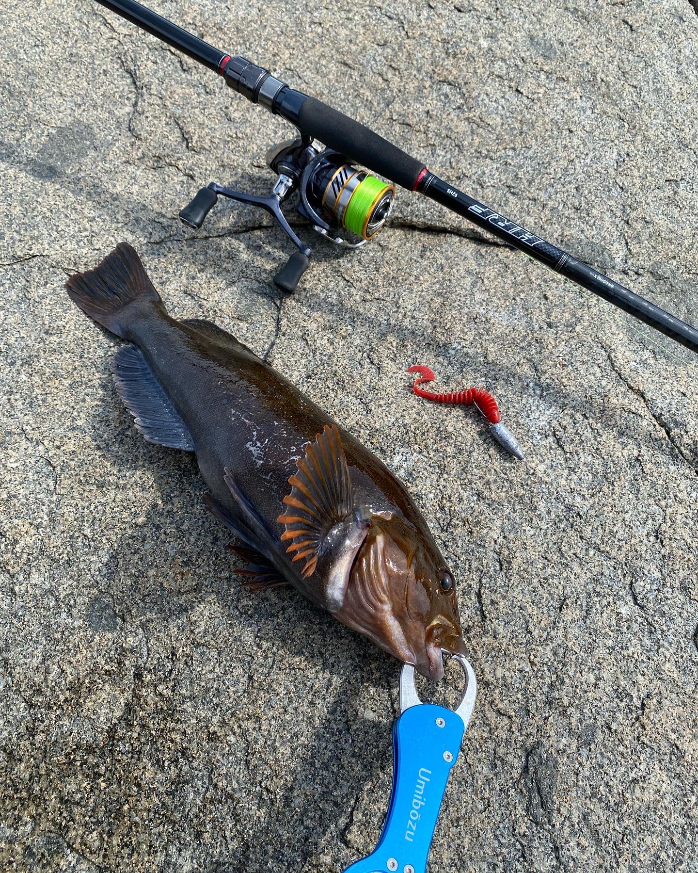 Borusuke 友人と同時期にロックをスタートして5ヶ月以上碌な釣果も出せず踠き苦しんだけどそんな苦労も吹き飛ばす３日間でした 44cm 42cm 38cm 40cm ロングキャストして竿をブチ曲げる夢を叶えられて本当に幸せです 友よ 今度は50up狙いに行くぞ