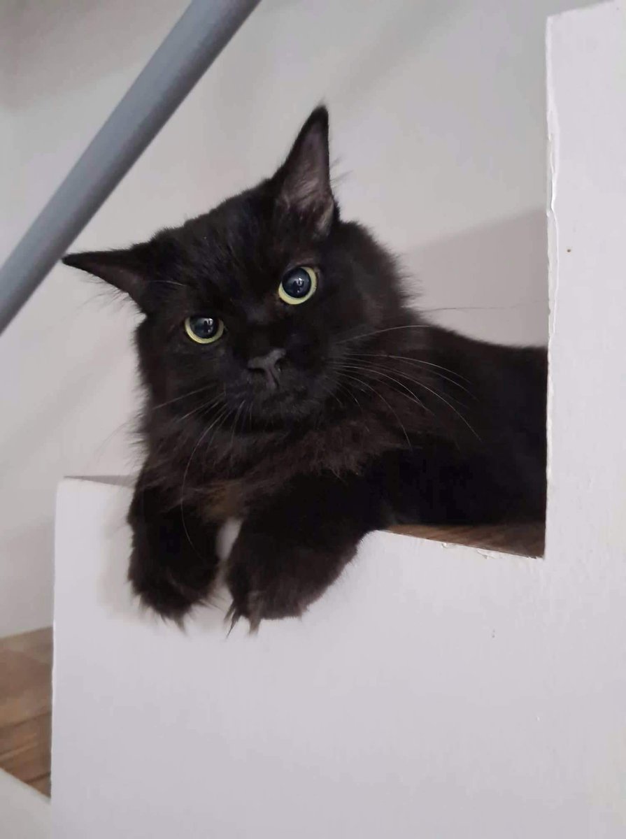 geelatine's tweet photo. ✨Fretta mae😺✨ https://t.co/hk4pzBtajQ
