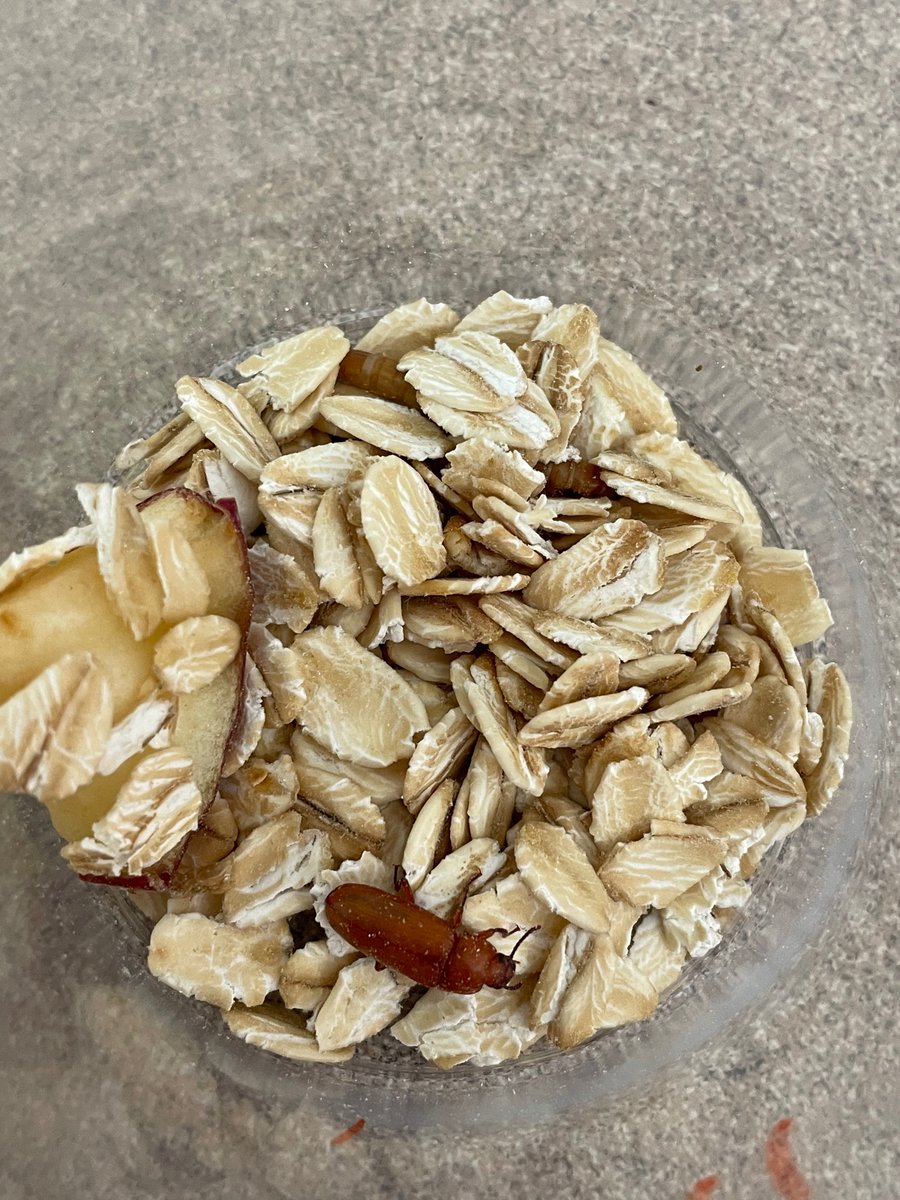 1RFirstGraders's tweet photo. We came in to school today to find our first beetle in 1R! 🪲 https://t.co/aYAXvPF8Vf