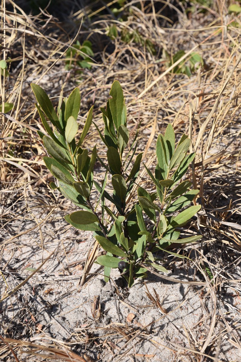 Undercovertrees's tweet photo. Time for #geoxyleoftheweek!
I present you Euclea crispa (Ebenaceae), also known as blue gwarri. In Angola, I only know it as a geoxyle or low shrub, but apparently it can grow to tree size in other parts of Southern Africa. It is common in open woodland and ecotones. 1/ https://t.co/AH0qiD3t4h