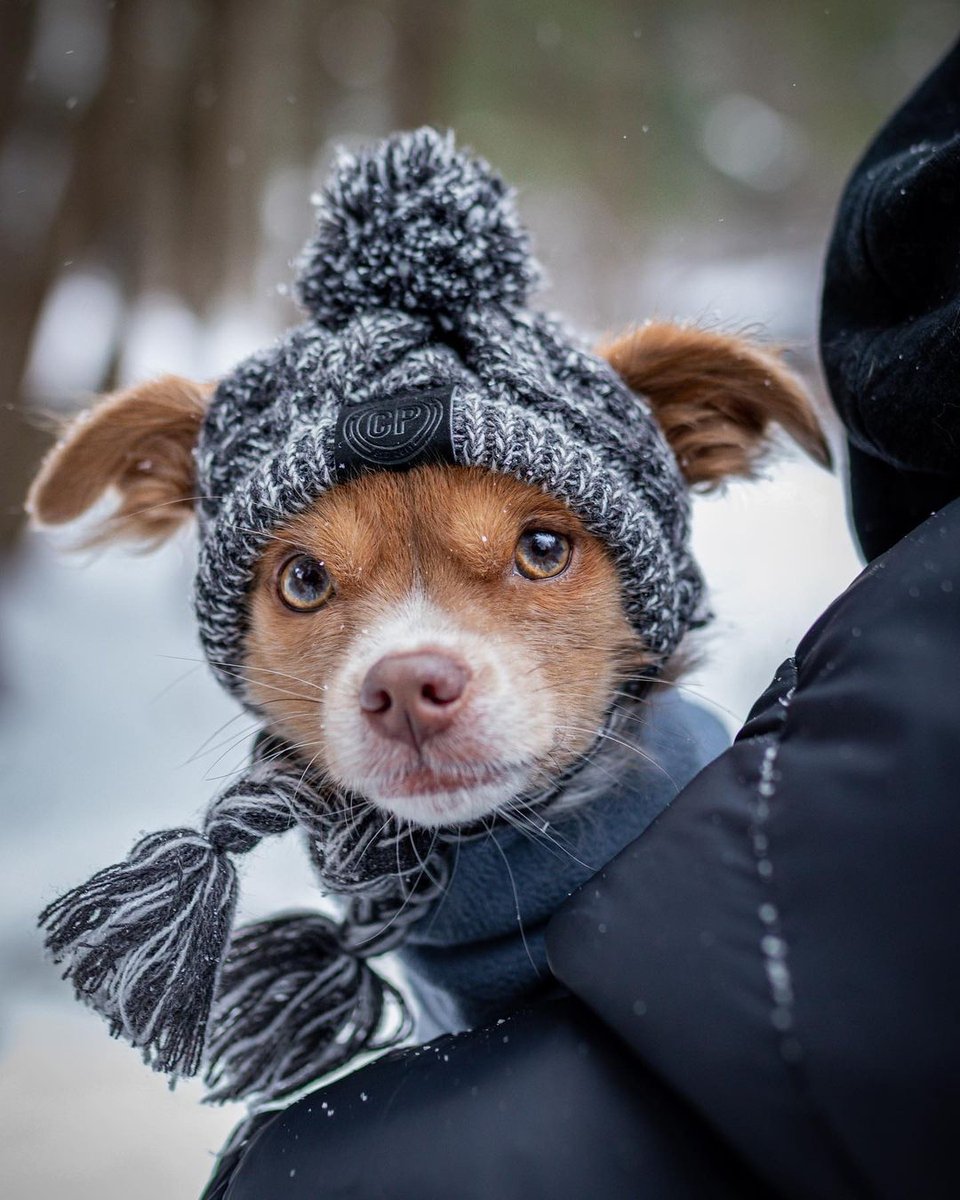 From <a href="/apollotojuniper/">APOLLO & JUNIPER</a>: "I’m wearing a hat 🤠" #cutepetclub