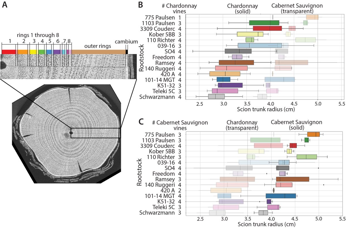 Our newest preprint is now available 🎉 a terrific multidisciplinary team led by Dan Chitwood scanned over 100 cuttings from Chardonnay and Cabernet Sauvignon grafted to 15 rootstocks using X-ray CT to see the impact of rootstock on 30 year old scions! 🍇biorxiv.org/content/10.110…