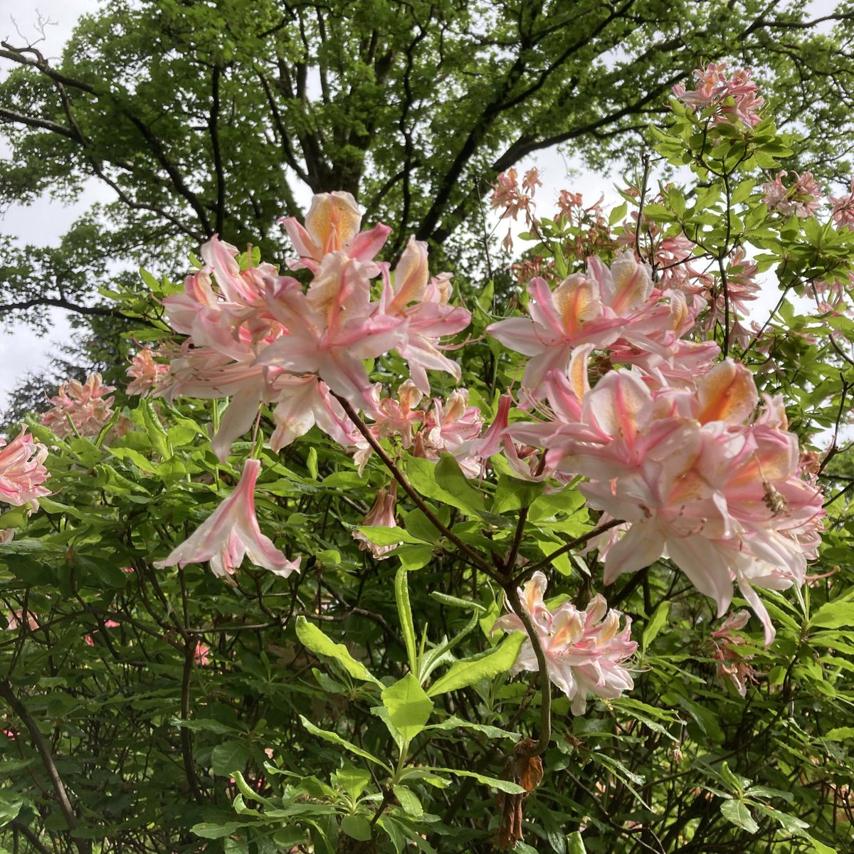 It is so hard to choose a favourite 🌸 Luckily we don’t have to 😆

The garden continues to bloom beautifully here at Lanhydrock. 

#ntsouthwest #lanhydrocknt #blossomwatch