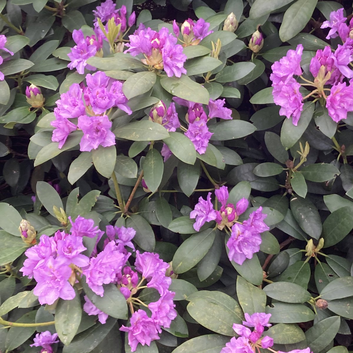 Lanhydrock tweet media