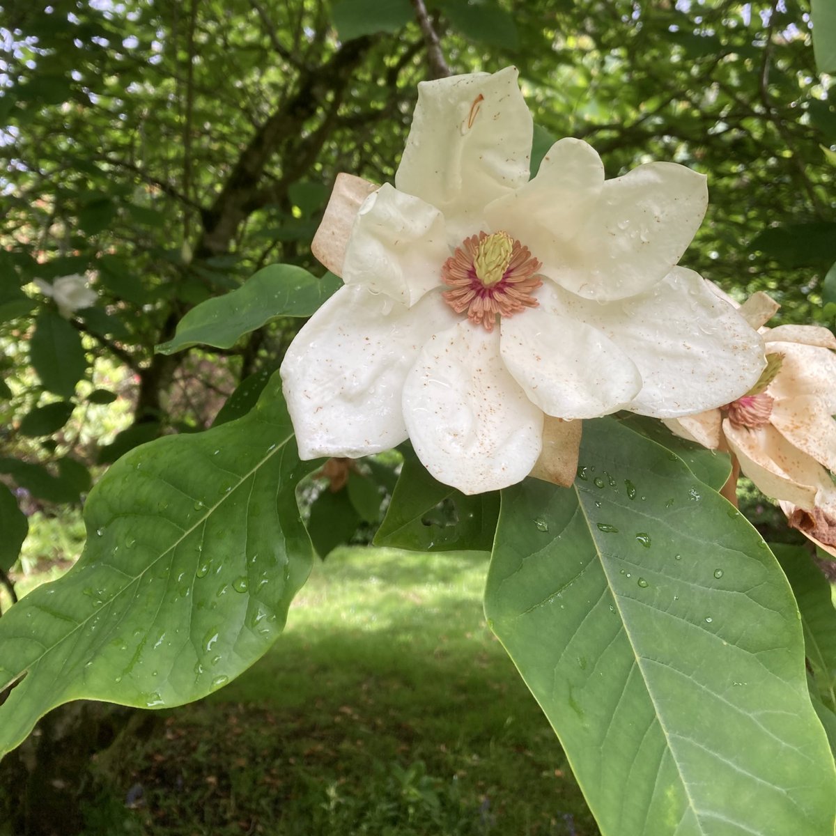 Lanhydrock tweet media