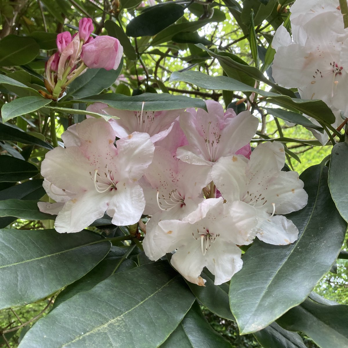 Lanhydrock tweet media