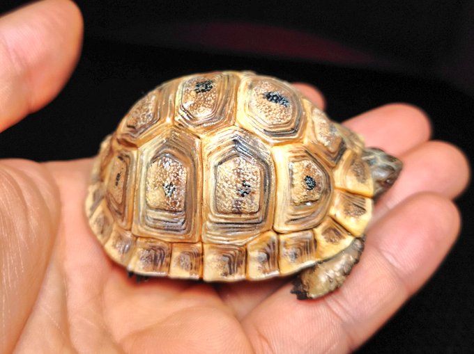 すぎゃす S Recent Tweets 4 تحليلات تويتر الرسومية الخاصة بهوتويت Whotwi すぎゃす S Recent Tweets 4 تحليلات تويتر الرسومية الخاصة بهوتويت Whotwi