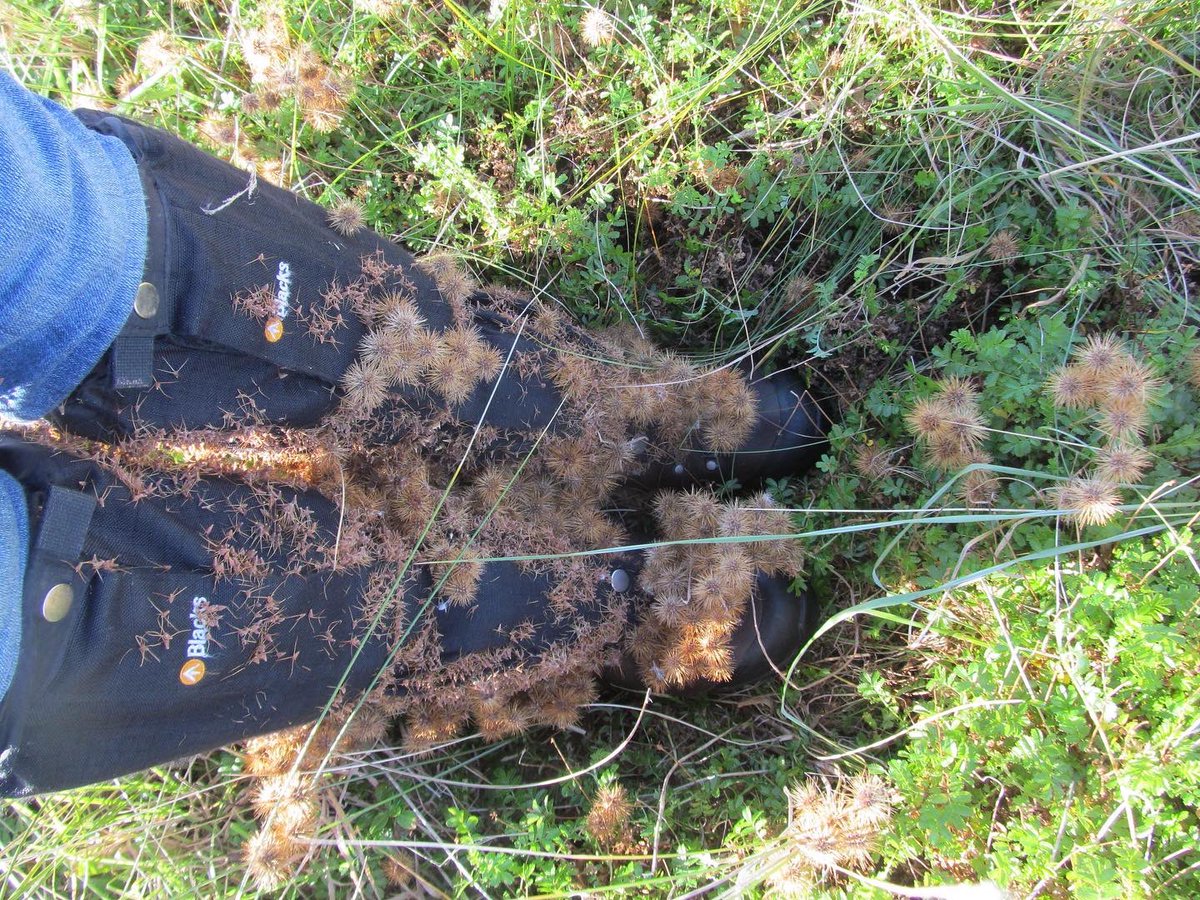 tweed_forum's tweet photo. Our #INNSweek focus today is on Pirri-pirri bur and its negative effect on the sensitive dune system on Lindisfarne NNR. If you see this species in the Tweed catchment, please report it at info@tweedforum.org or record on the irecord app @InvasiveSp @lindisfarne_nnr https://t.co/fDalBzmbId