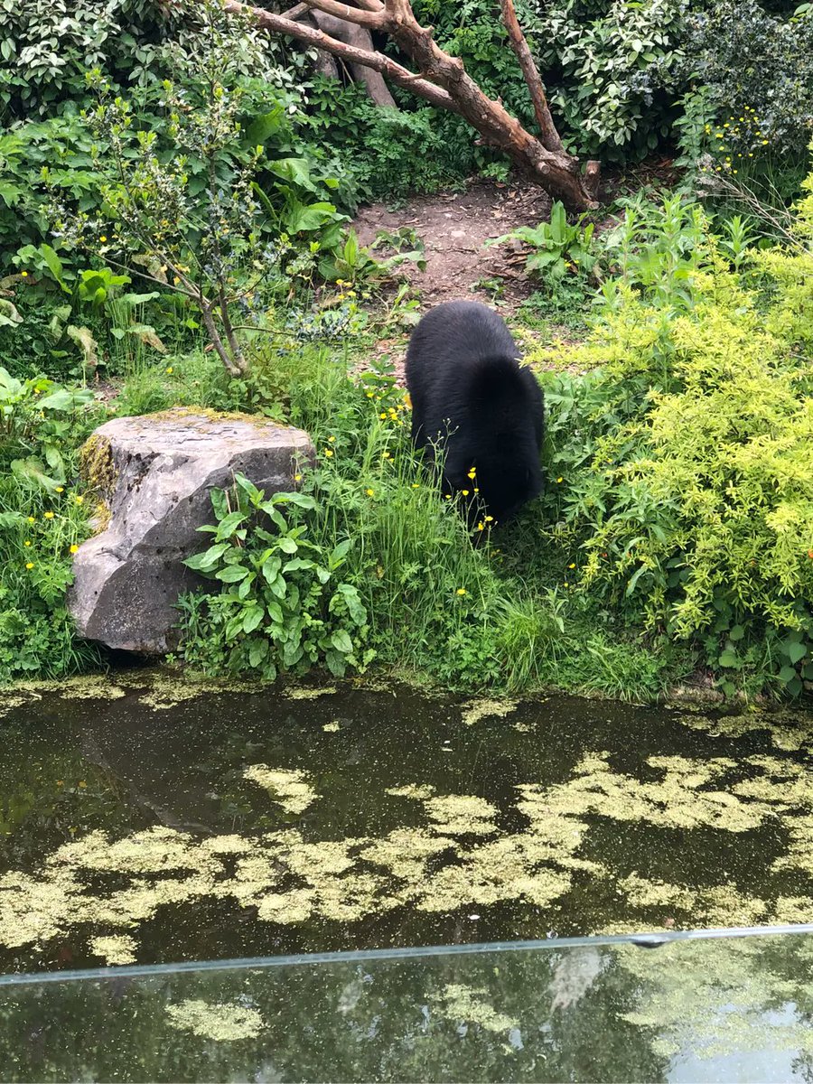 cdarwincps's tweet photo. Having fun in the sun at Chester Zoo #chesterzoo #receptiontrip https://t.co/Et6wPBpmoF