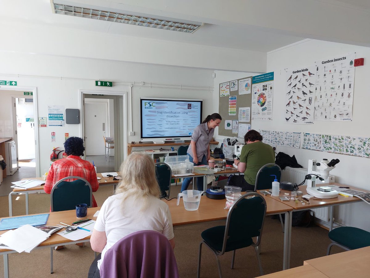 UKslugsurvey's tweet photo. Working our way through some of the tricky @The_RHS #SlugsCount specimens with @FSCBioLinks volunteers. Some slugs require dissection to confidently identify them to species, so that we can accurately map their distributions #Taxonomy #CrypticSpecies #CitizenScience https://t.co/zTE0cormYu