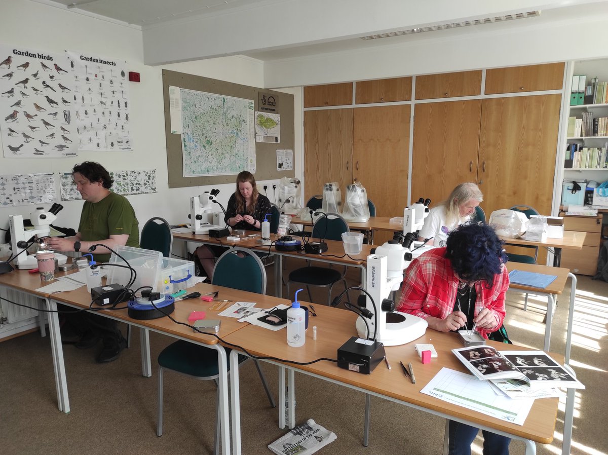 UKslugsurvey's tweet photo. Working our way through some of the tricky @The_RHS #SlugsCount specimens with @FSCBioLinks volunteers. Some slugs require dissection to confidently identify them to species, so that we can accurately map their distributions #Taxonomy #CrypticSpecies #CitizenScience https://t.co/zTE0cormYu